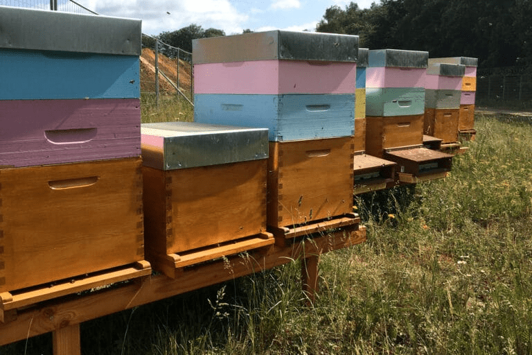 Zweiter Neuer Bienenstockstandort